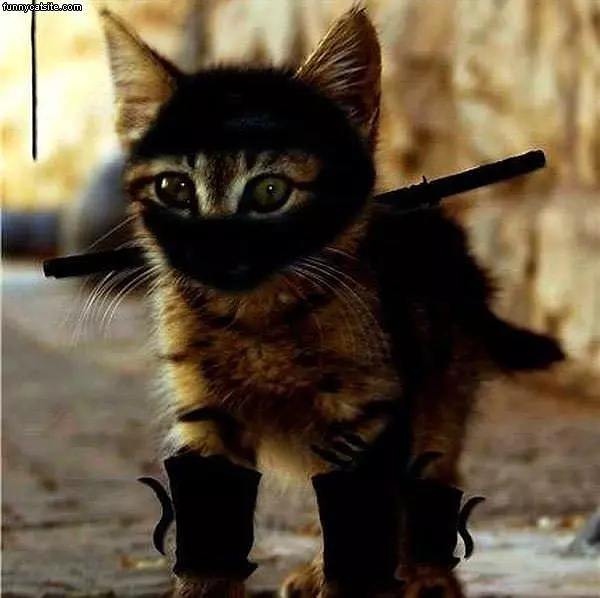 Kitty Ninja