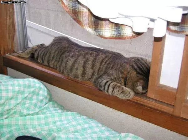 Cat Is Crying