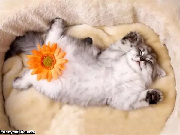 Sleeping Quiet