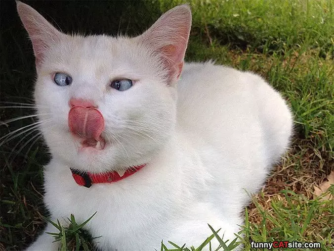 Licking My Nose