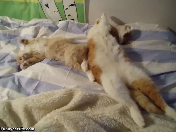 Sleep How We Want
