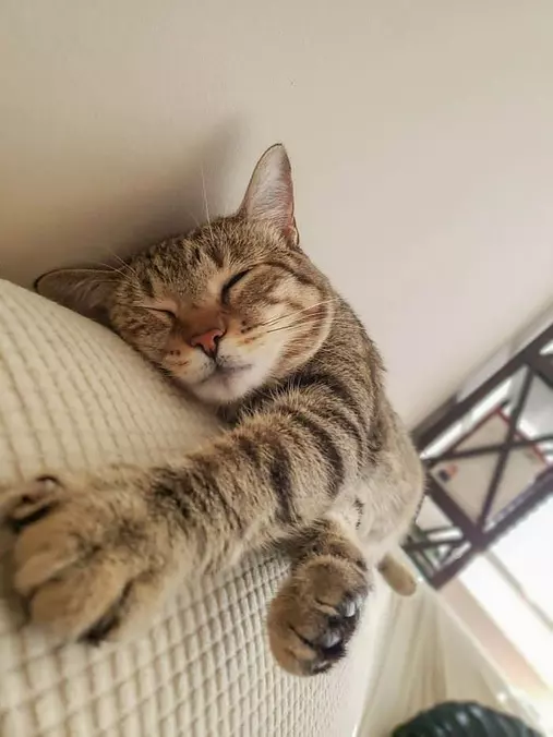This Is My Place To Nap