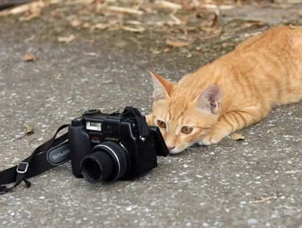 Taking Pics