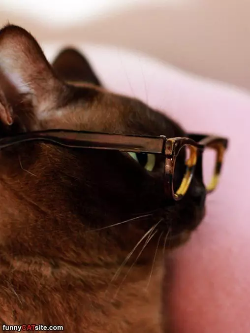 Nice Glasses