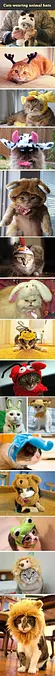 Cats With Hats