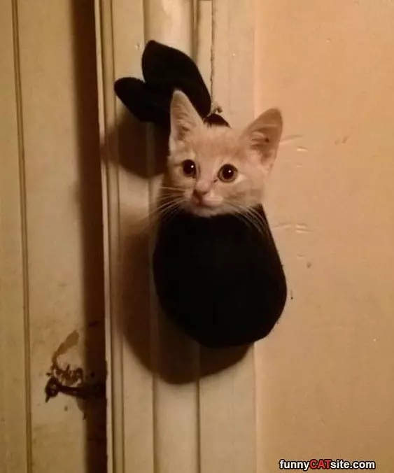A Sack Of Cat