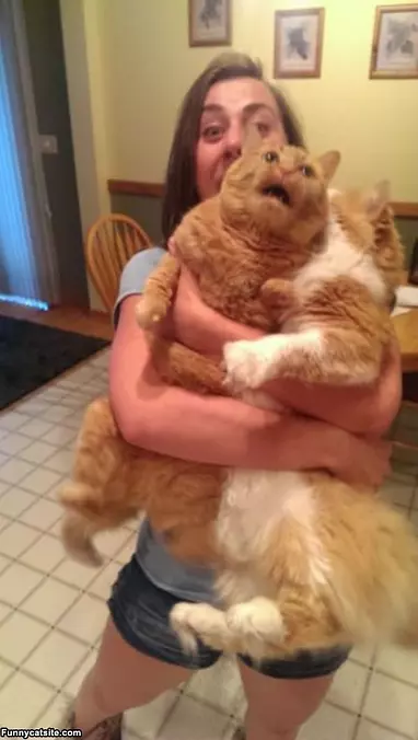 Ahhhhhh Catsssss