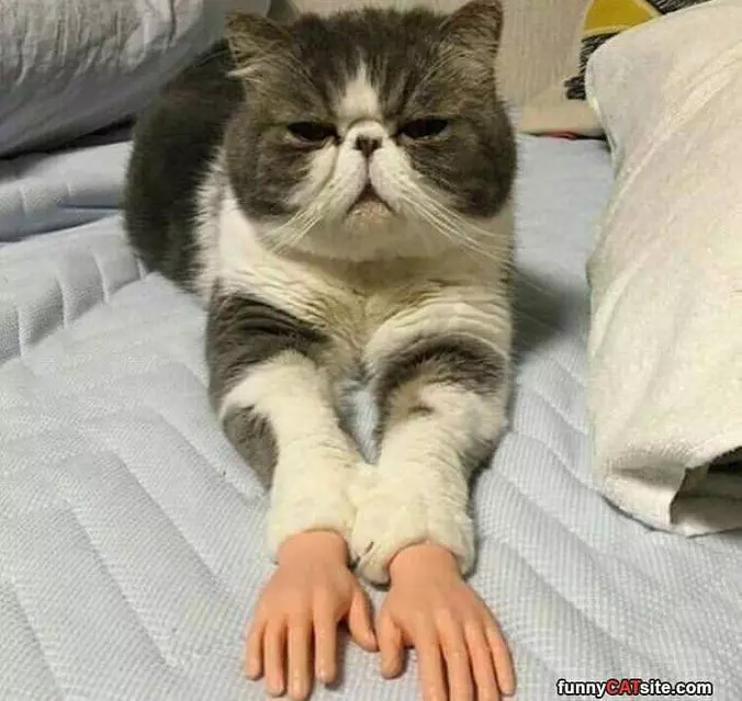 I Has Hands Now