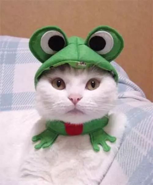 Frog Cat