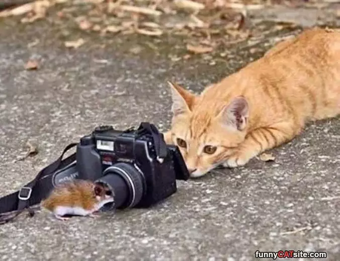 Getting A Closeup Picture