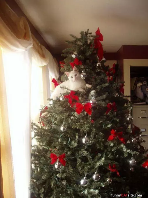 I Love This Tree