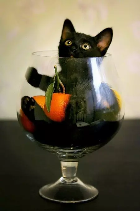 Cup Of Cat