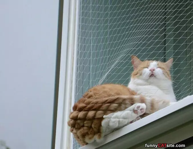 This Netting Is Great