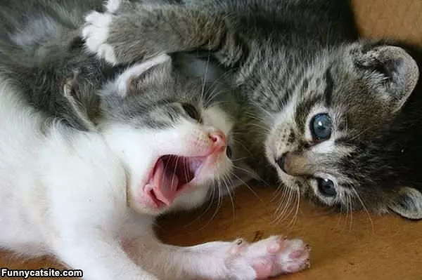 Wrestling Match Kittens