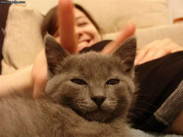 Bunny Ears Cat