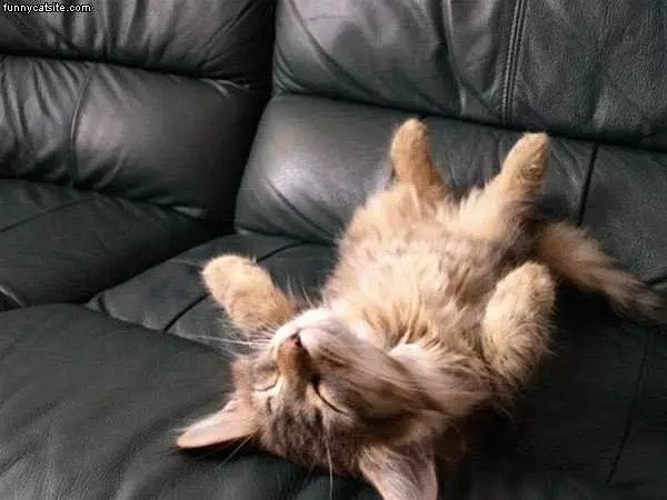 Kitten Loves Leather