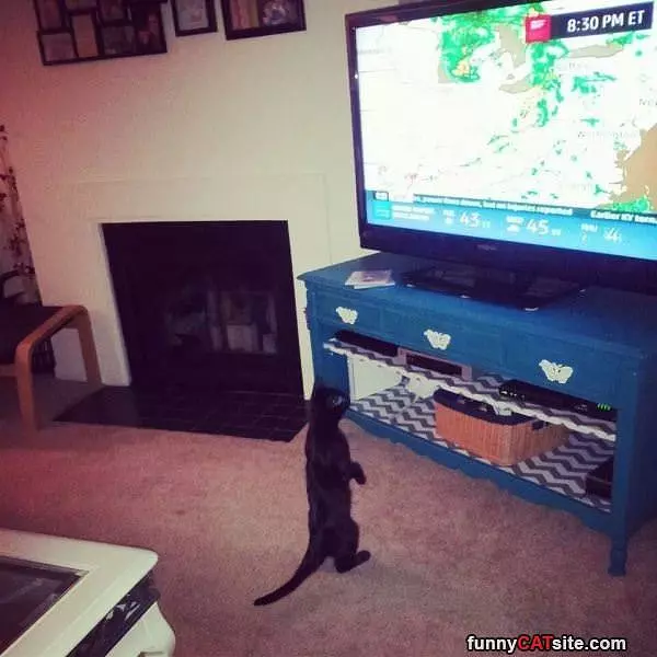 Checking The Weather