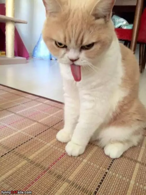 Me And My Long Tongue