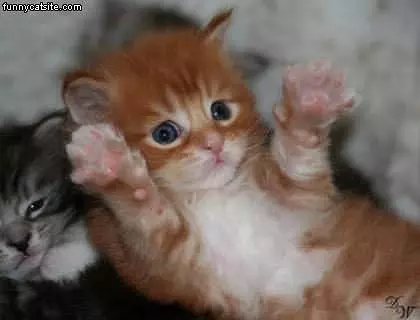 Hands Up