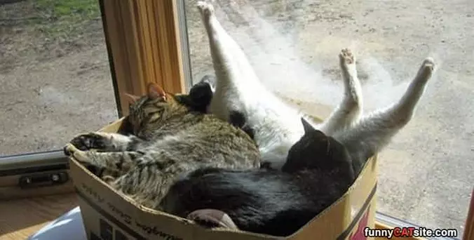Cats In A Box