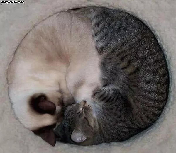 Ying And Yangs Cats