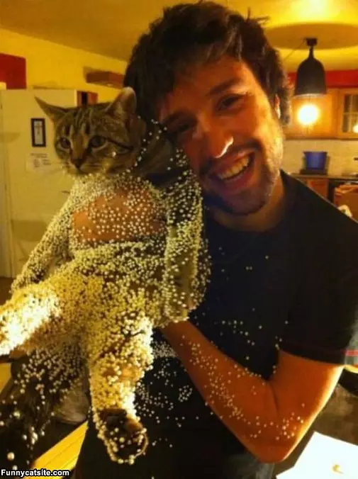 The Static Cat