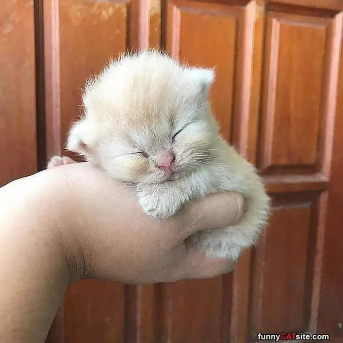 I Am A Fluff Ball