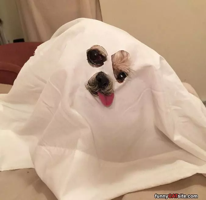 Booo